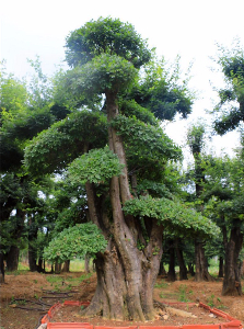 對(duì)節(jié)白蠟盆景