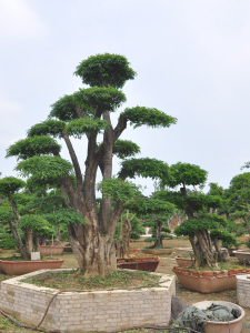 對(duì)節(jié)白蠟盆景