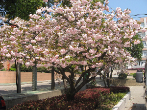 櫻花樹